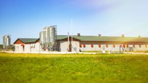 mpb livestock barn featured image