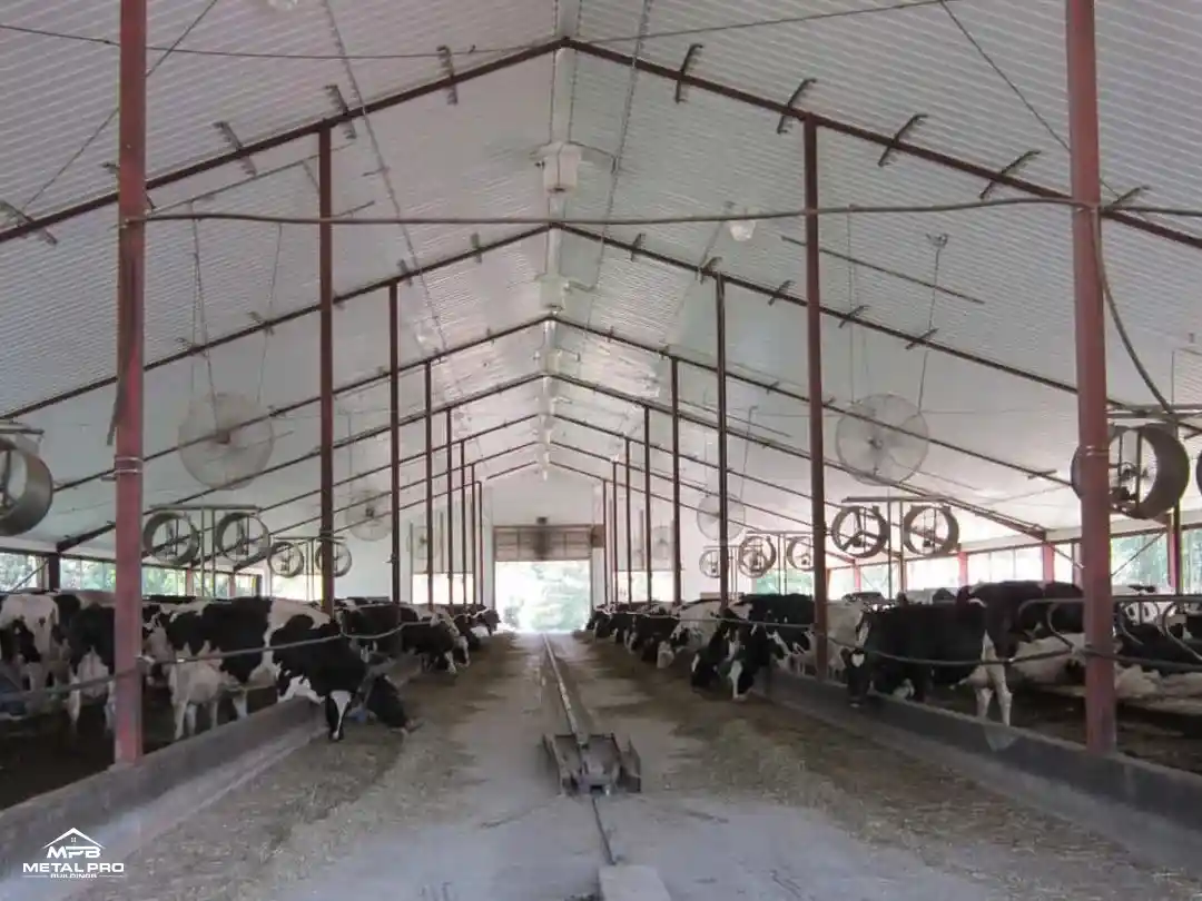 interior of livestock barn with many cattles