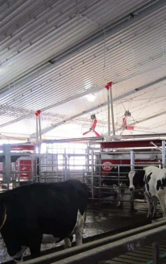 livestock barn with few cattles