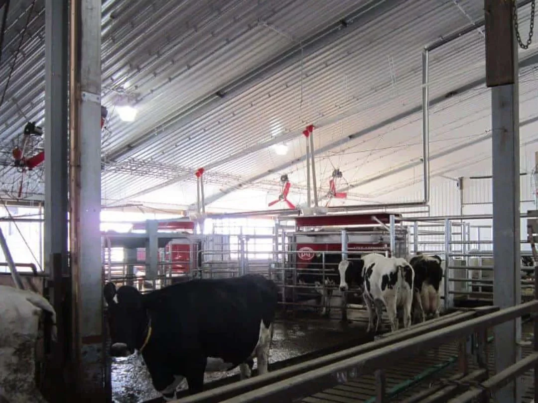 livestock barn with few cattles
