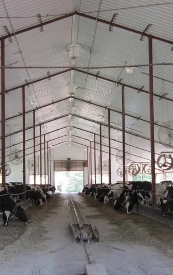 interior of livestock barn with many cattles